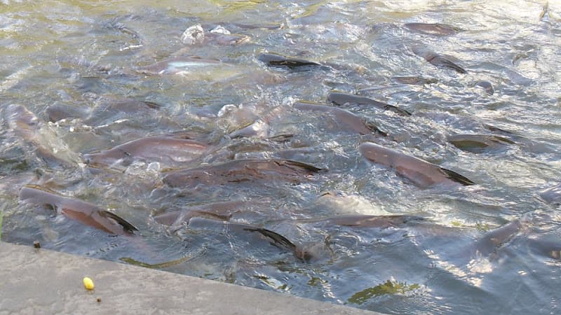วัดตะเคียน, อำเภอบางปะหัน, พระนครศรีอยุธยา